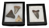 GROUP OF FOUR SHARK TEETH FOSS