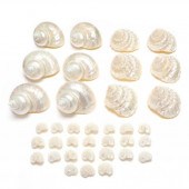 GROUP OF PEARLED TROCHUS AND T