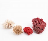 GROUP OF RED AND WHITE CORAL S