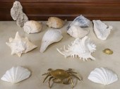 GROUP OF SEASHELLS AND OTHER O