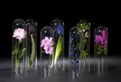 Group of Seven Glass Parlor Do
