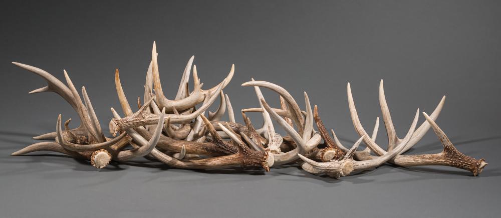 GROUP OF SEVENTEEN SHED DEER