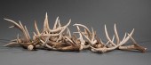GROUP OF SEVENTEEN SHED DEER A