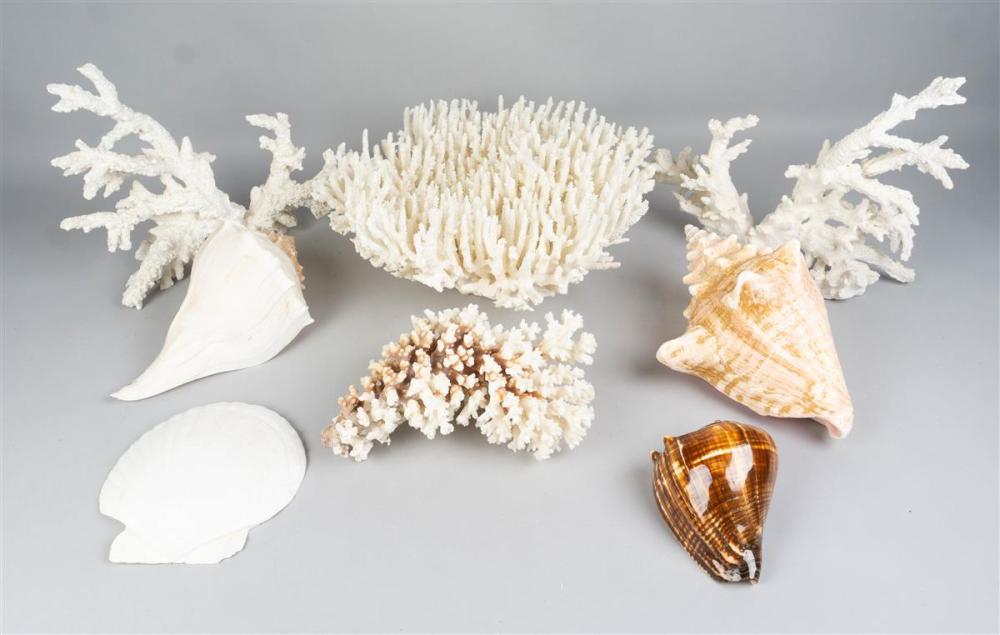 GROUP OF SHELLSGROUP OF SHELLS,