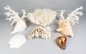 GROUP OF SHELLSGROUP OF SHELLS