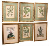 GROUP OF SIX BOTANICAL ENGRAVI