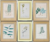 GROUP OF SIX BOTANICAL PRINTS(
