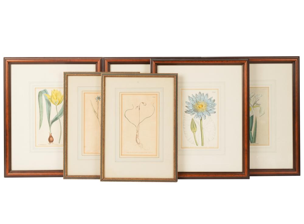 GROUP OF SIX OF BOTANICAL