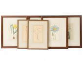 GROUP OF SIX OF BOTANICAL PRIN