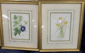 GROUP OF TEN FRAMED BOTANICAL