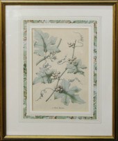 Group of Three Botanical Engra