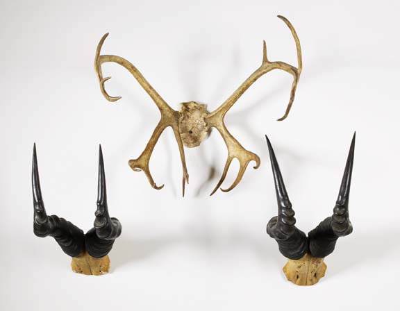 Group of Three Horn Wall Brackets,