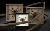 Group of Three Shadowboxed Ara