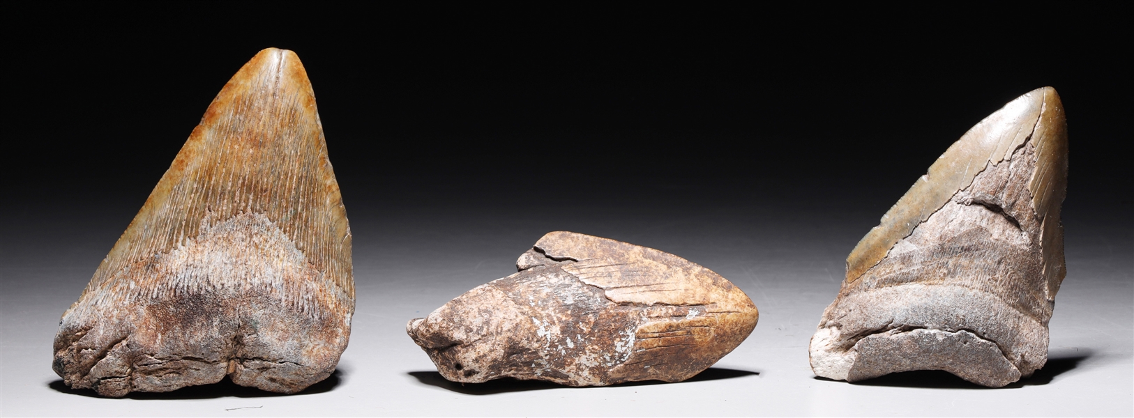 Group of three teeth fossil
