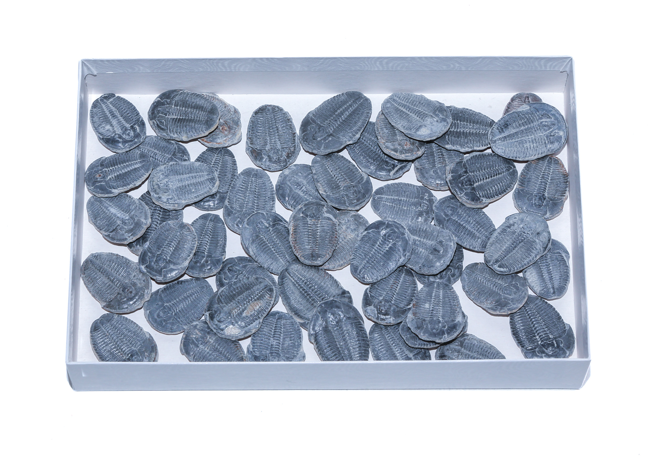 GROUP OF TRILOBITE SPECIMENS: