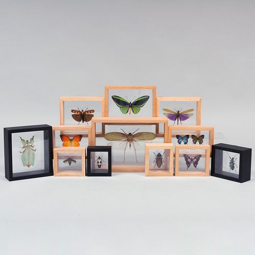 GROUP OF TWELVE INSECT