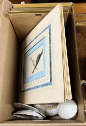 GROUP OF UNFRAMED ORNITHOLOGIC