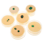 GROUP OF UNMOUNTED EMERALDS<br