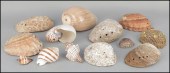 GROUP OF VARIOUS SHELLS. Inclu