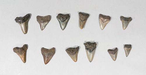 GROUPING OF 12 MEGALODON