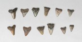 GROUPING OF 12 MEGALODON TEETH