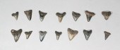GROUPING OF 14 MEGALODON TEETH