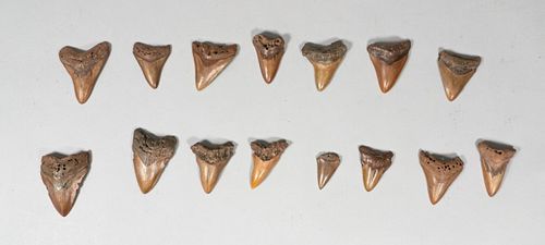 GROUPING OF 14 MEGALODON