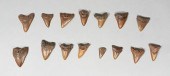 GROUPING OF 14 MEGALODON TEETH