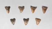 GROUPING OF 7 MEGALODON TEETHG