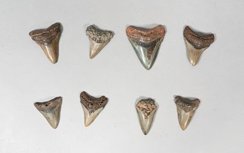 GROUPING OF 8 MEGALODON