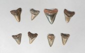 GROUPING OF 8 MEGALODON TEETHG