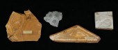GROUPING OF FOSSIL FISHDiplomy
