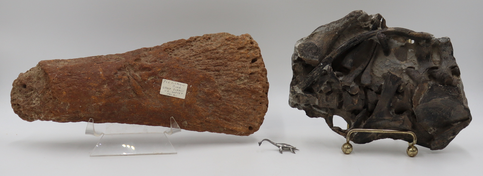 GROUPING OF FOSSILIZED DINOSAUR