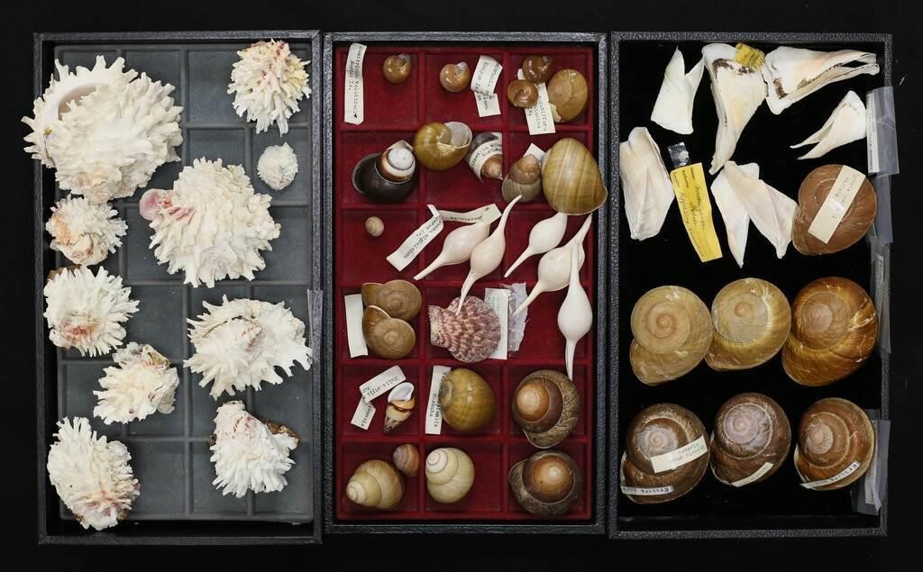GROUPING OF SEA SHELLS5 Spindle Egg