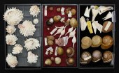 GROUPING OF SEA SHELLS5 Spindl