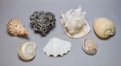GROUPING OF SHELLS & CORALGrou