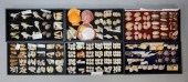 GROUPING OF SHELLS MUREX COWRI