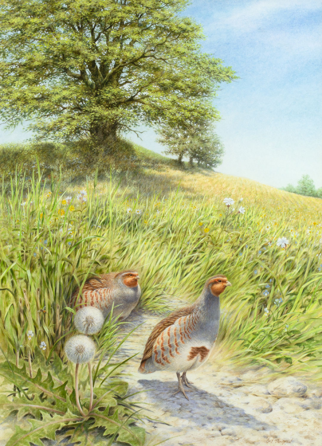 GUY TROUGHTON (1960-), PARTRIDGES