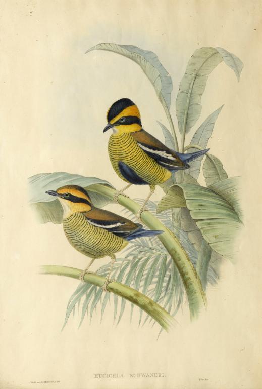 H C RICHTER AFTER JOHN GOULD