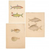 H. N. ZOOLOGIE, POISSONS DU NI