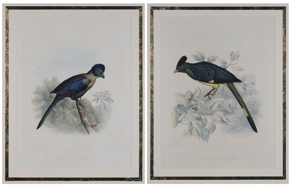 H. Schlegel (Dutch, 19th century)