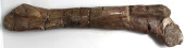 HADROSAUR LEG BONE FOSSIL<br>H