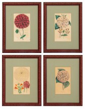 HAND COLORED BOTANICAL ENGRAVI