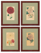 HAND COLORED BOTANICAL ENGRAVI