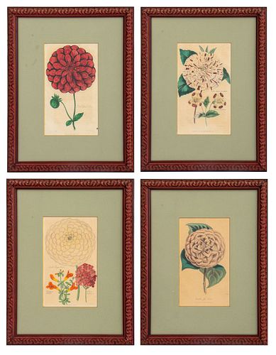 HAND COLORED BOTANICAL ENGRAVING,