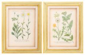 HAND-COLORED BOTANICAL ENGRAVI