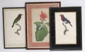 HAND COLORED ENGRAVINGS: TWO B