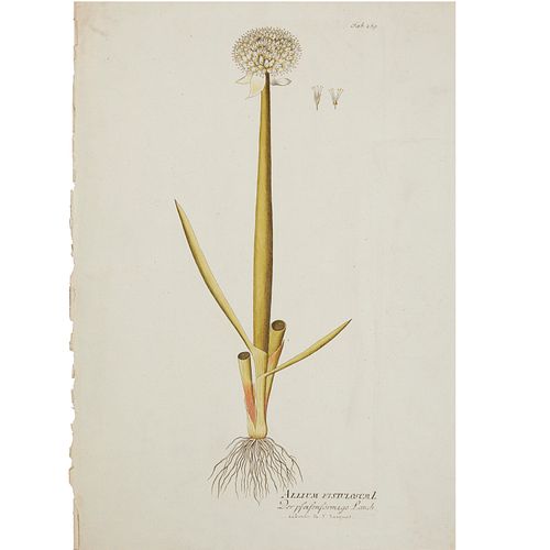 HAND-COLORED GERMAN BOTANICAL