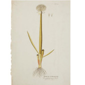 HAND-COLORED GERMAN BOTANICAL