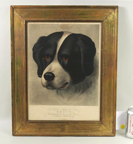 HAND COLORED LITHOGRAPH "BRUIN"
